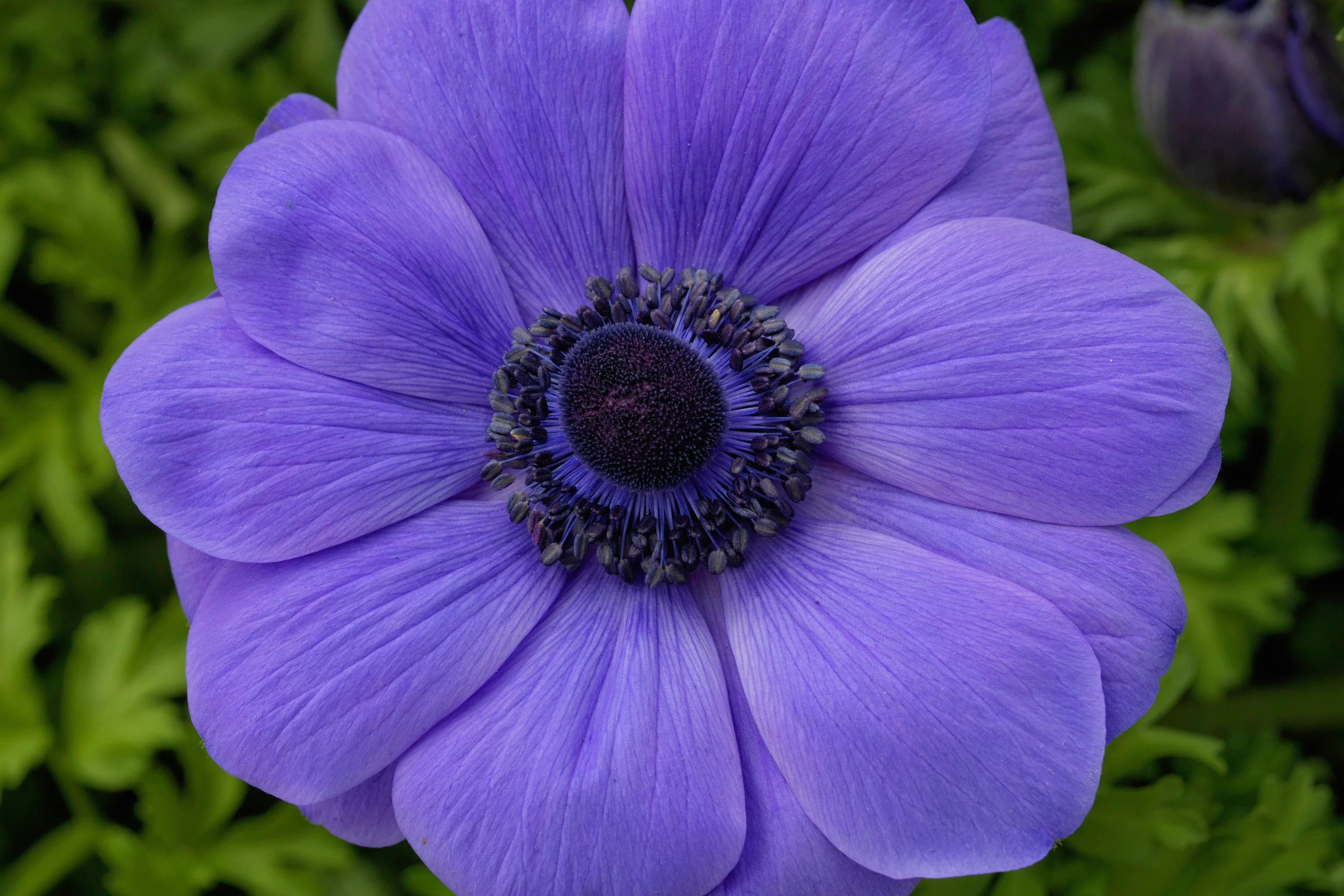 Bring Your Garden to Life