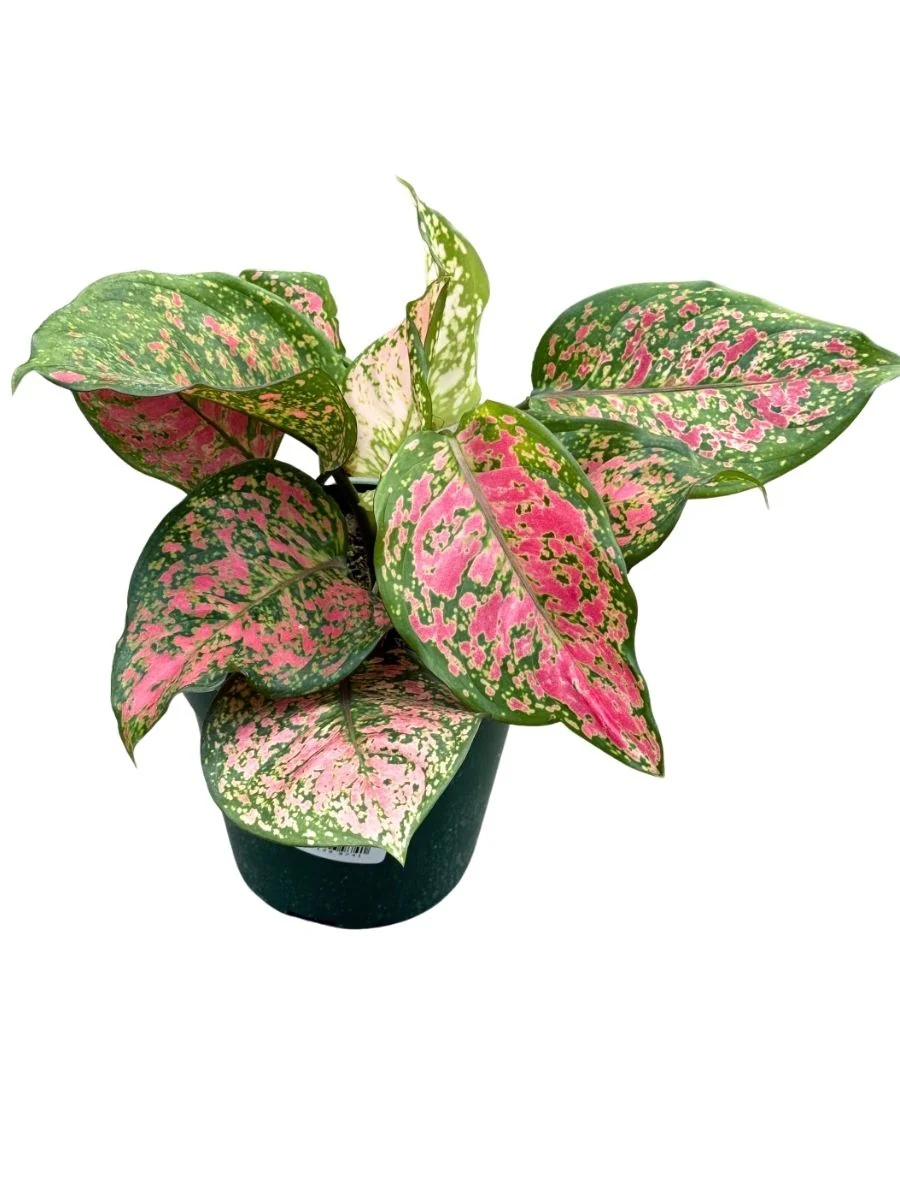 New Houseplants